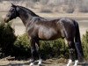 stallion Verona's Gerswin (Nederlands Welsh Ridepony, 1998, from Vita Nova's Golden Boris)