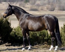 stallion Verona's Gerswin (Nederlands Welsh Ridepony, 1998, from Vita Nova's Golden Boris)