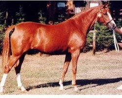 broodmare Thrianta's Nathalie (Nederlands Welsh Ridepony, 1988, from Valentino)