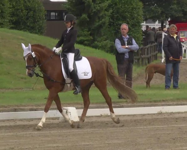 dressage horse Sunny Boy 121 (Welsh Partbred, 1992, from Downland Folklore)