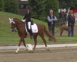 Dressurpferd Sunny Boy 121 (Welsh Partbred, 1992, von Downland Folklore)