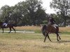 stallion Wayland Russian Roulette (New Forest Pony, 1997, from Katric Capers)