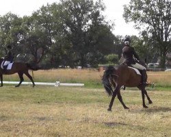 stallion Wayland Russian Roulette (New Forest Pony, 1997, from Katric Capers)