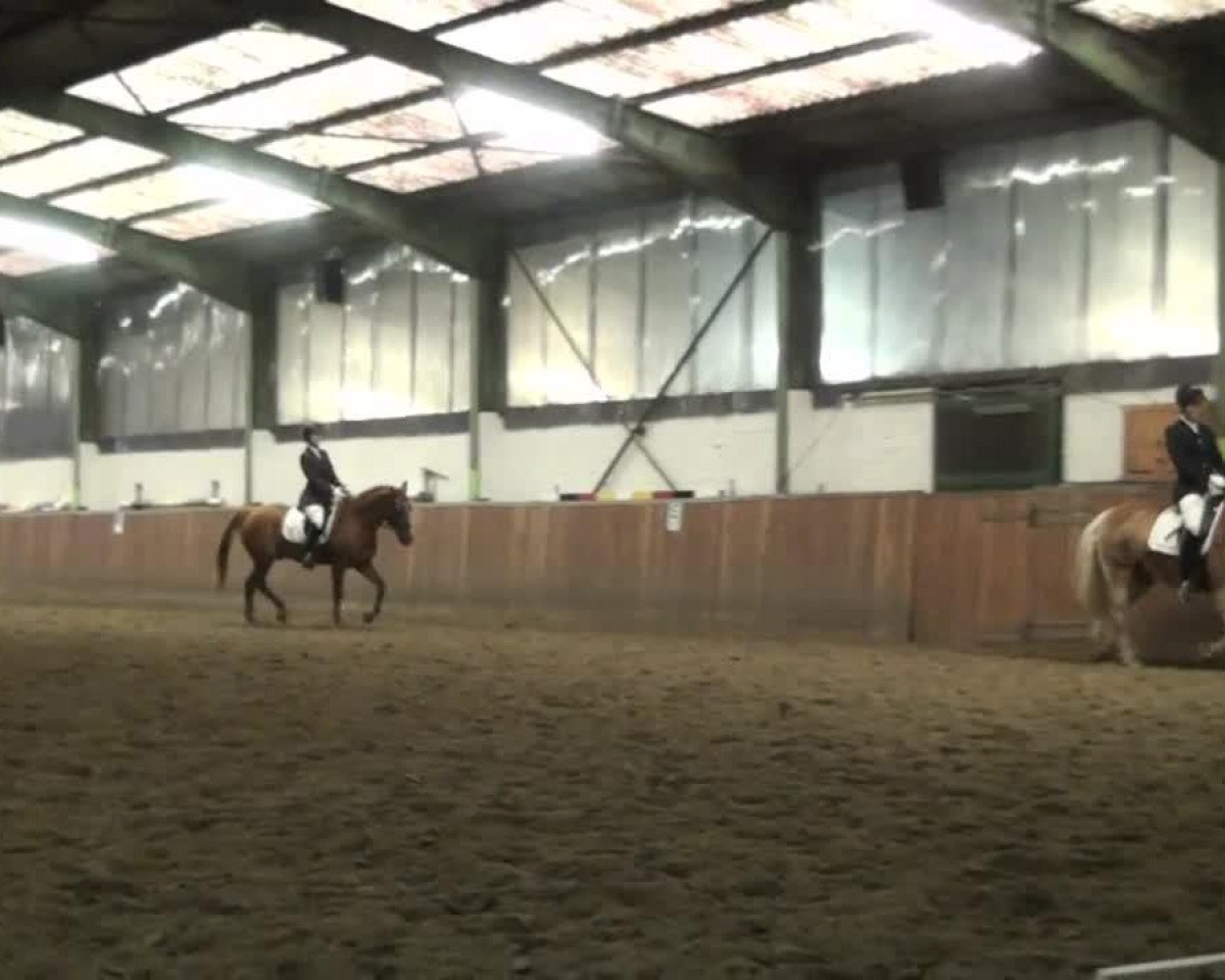horse Mirage (Haflinger, 1992, from Mithras)