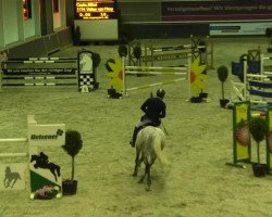 jumper Valine von Hary (Belgian Warmblood, 2005, from Indian Gold van Castershoeve)