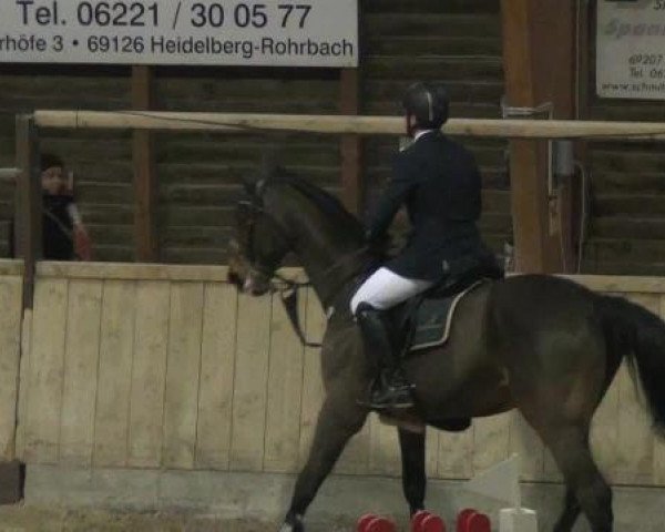 jumper Trebox Tolstoi vh Doornenhof (Belgian Warmblood, 2003, from Bon Ami)