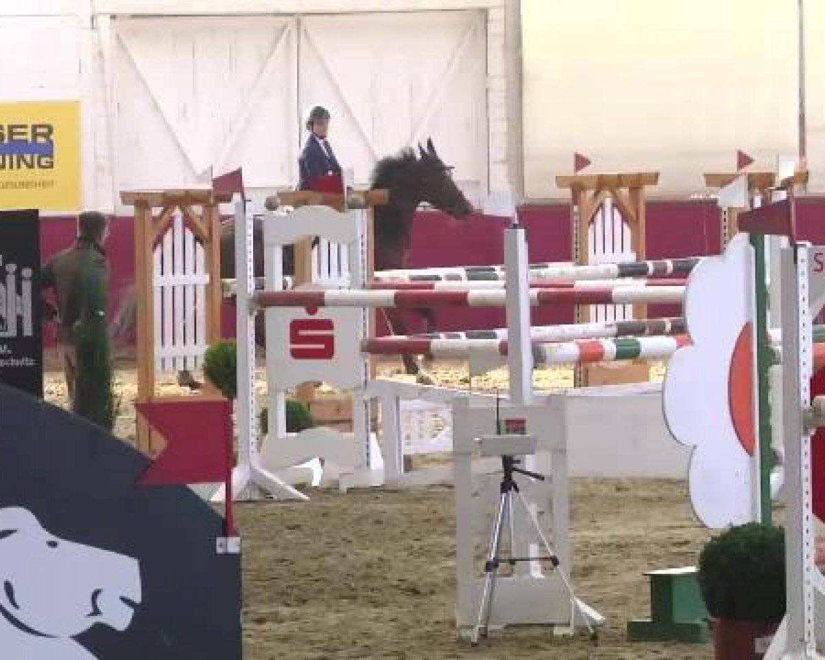 jumper Tilucienne van het Eikelbos (Belgium Sporthorse, 2003, from Oberon van het Gravenhof)
