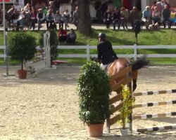 jumper VKs Luron de Litrange (Belgian Warmblood, 2006, from Nabab de Rêve)