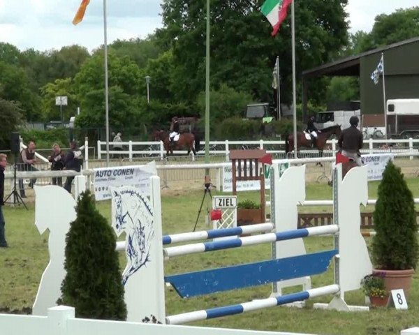 Dressurpferd Goldwing 14 (Belgisches Warmblut, 2006, von Quattro B)