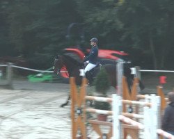 jumper Eros (Belgian Warmblood, 2004, from Triomphe de Muze)