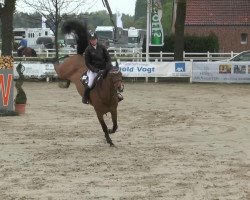 Springpferd Lasserre (Belgisches Warmblut, 2003, von Lux Z)