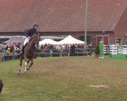 Springpferd Caprice (Belgisches Warmblut, 2002, von Ewout van de Kleine Roost)