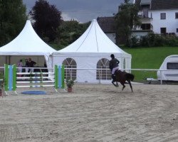 Springpferd Arizona van de Roshoeve (Belgisches Warmblut, 2000, von Quickfeuer van Koekshof)