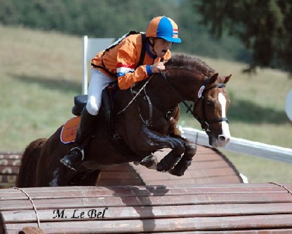 Deckhengst Edger (Nederlands Rijpaarden en Pony, 1997, von Elegant)