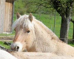 dressage horse Kaliv (Fjord Horse, 2013, from Kelvin)