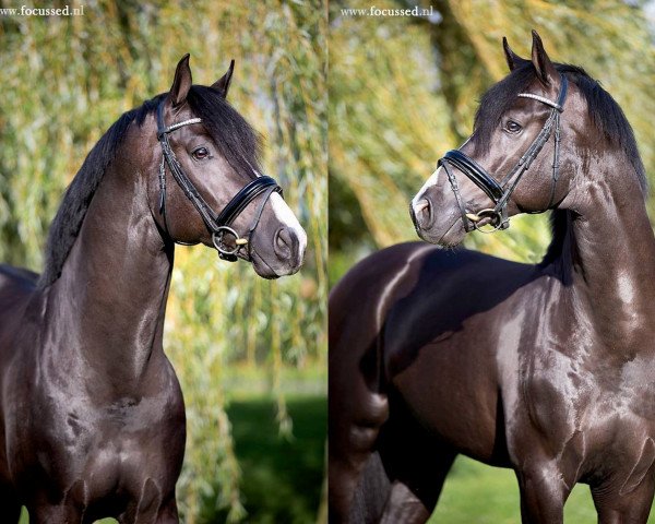 stallion Firestone (KWPN (Royal Dutch Sporthorse), 2010, from Glock's Johnson Tn)