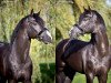 stallion Firestone (KWPN (Royal Dutch Sporthorse), 2010, from Glock's Johnson Tn)