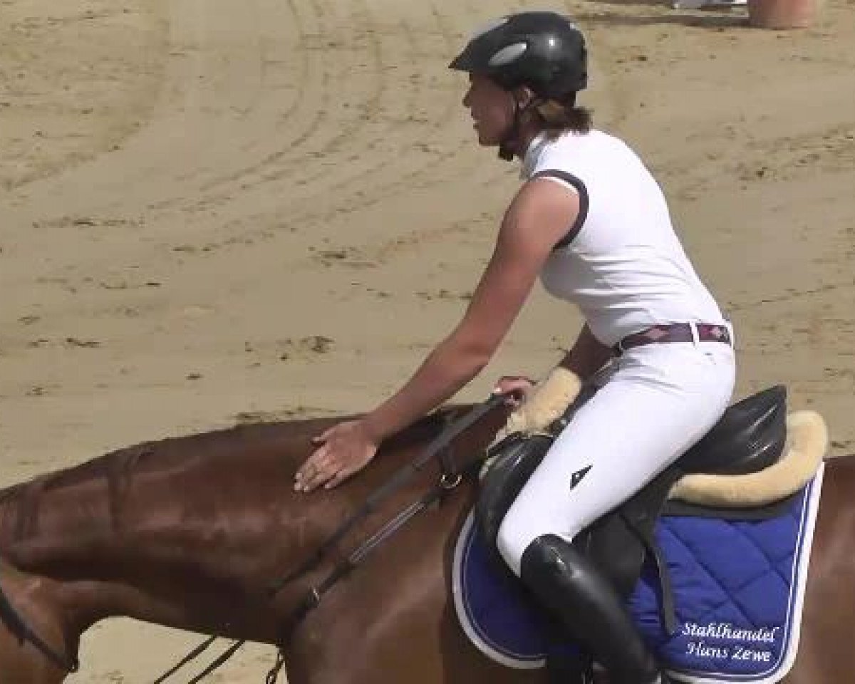 stallion Quicko (Hanoverian, 2009, from Quicksilber)