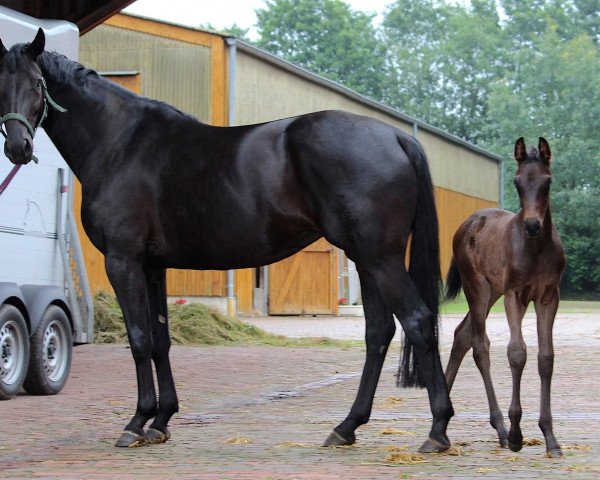 broodmare Edostina (Oldenburg, 2007, from Hotline)