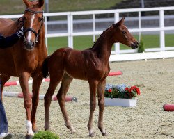 dressage horse Zidane (Oldenburg, 2012, from Zonik)