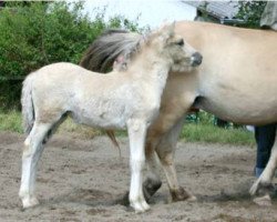 dressage horse Thalija (Fjord Horse, 2009, from Kelvin)