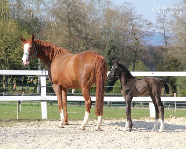 dressage horse Hengst von Dante Weltino / Fürst Piccolo (Westphalian, 2015, from Dante Weltino Old)