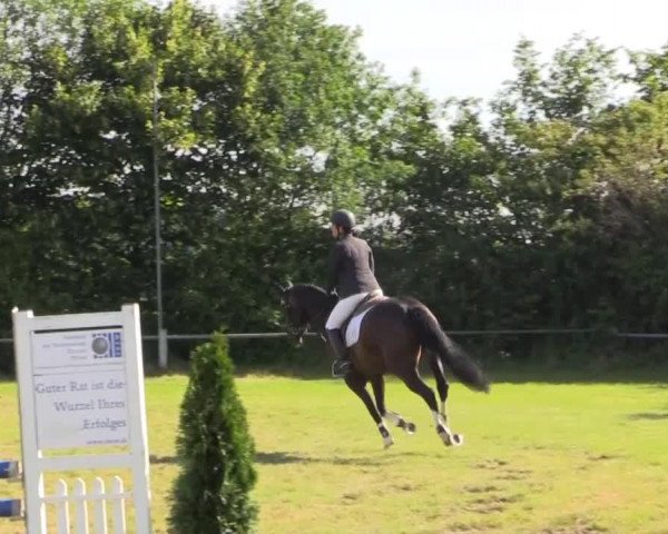 broodmare Leam Darling (Connemara Pony, 1964, from Bridge Boy)