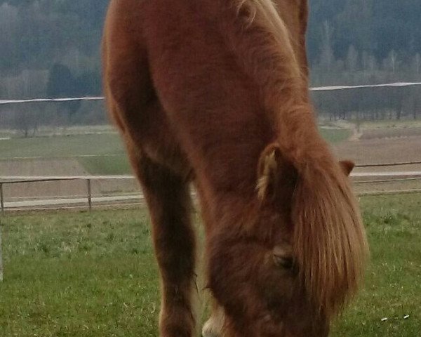 stallion Dreki von Vatnadal (Iceland Horse, 1988, from Traussi van de Koningsberg)