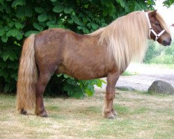 horse Narco van Schillig (Shetland Pony, 1998, from Ferdinand van Stal de Dwarsdijk)