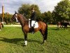 dressage horse Romeo 811 (Bavarian, 2010, from Rivero II)