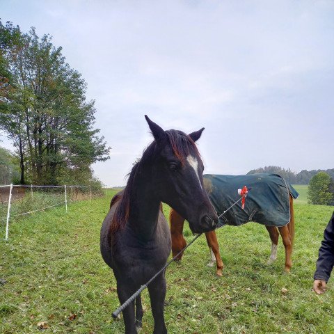 Springpferd Graceland (Trakehner, 2019, von Hirtentanz 2)