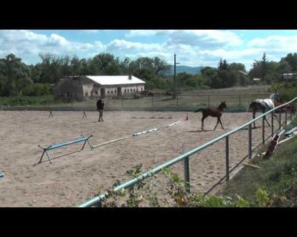 broodmare Pomona (Trakehner, 2003, from Peipar Boy)