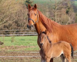 broodmare Potz Blitz (Trakehner, 2008, from Gut Saalhoff's Canzler)