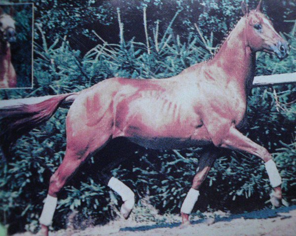 stallion Akademos xx (Thoroughbred, 1986, from Windwurf xx)