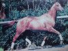 stallion Akademos xx (Thoroughbred, 1986, from Windwurf xx)