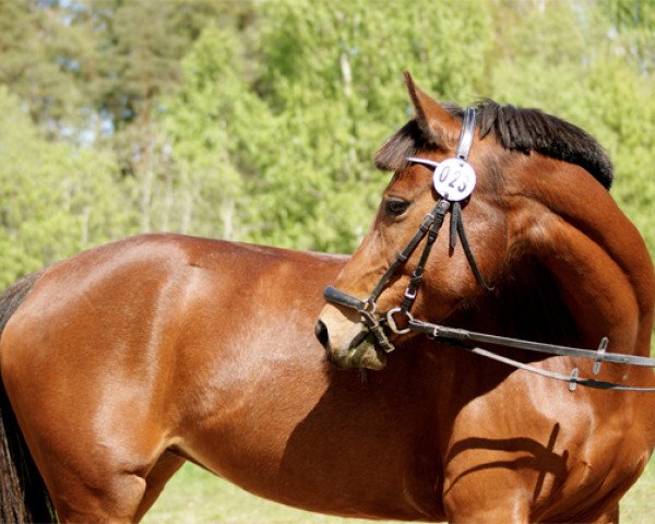 Zuchtstute Gutsy (Deutsches Reitpony, 2004, von Ruby Gold)