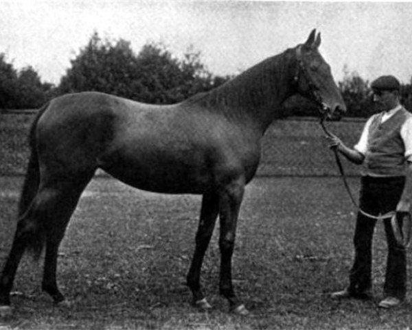 broodmare Fruitful xx (Thoroughbred, 1903, from Persimmon xx)