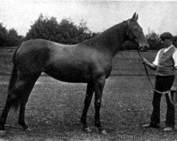 broodmare Fruitful xx (Thoroughbred, 1903, from Persimmon xx)