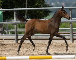 Dressurpferd Stute von Kwahu x Canzler (Trakehner, 2021, von Kwahu)