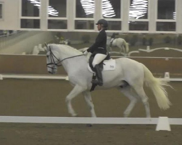 dressage horse Verlasco (KWPN (Royal Dutch Sporthorse), 2002, from Hamlet)