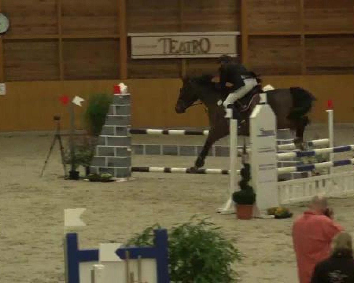 Springpferd Ca del Pazzo (Rheinländer, 2003, von Couleur Rubin)