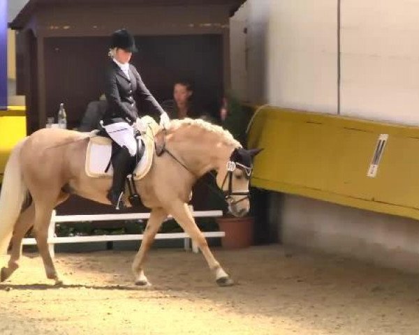 dressage horse Dulf (German Riding Pony, 1997, from Derby)