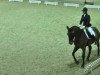 dressage horse For Joy 17 (Hanoverian, 2001, from For Feeling)