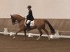 dressage horse Hurricane 40 (Hanoverian, 2007, from Hochadel)