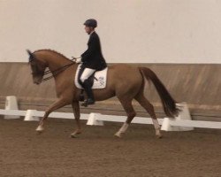 dressage horse Hurricane 40 (Hanoverian, 2007, from Hochadel)