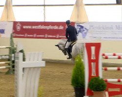 jumper Cartogold (Oldenburg show jumper, 2006, from Cartogran)