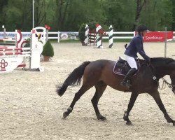 jumper Crisbee 2 (German Warmblood, 2007, from Caedmon)