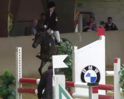 jumper Hale Bud (German Riding Pony, 2004, from Hopkins)