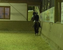 dressage horse Day Dream K (Westphalian, 2007, from Dancing Dynamite)