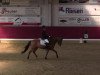 Dressurpferd Dance with me 8 (Deutsches Reitpony, 2007, von FS Don't Worry)